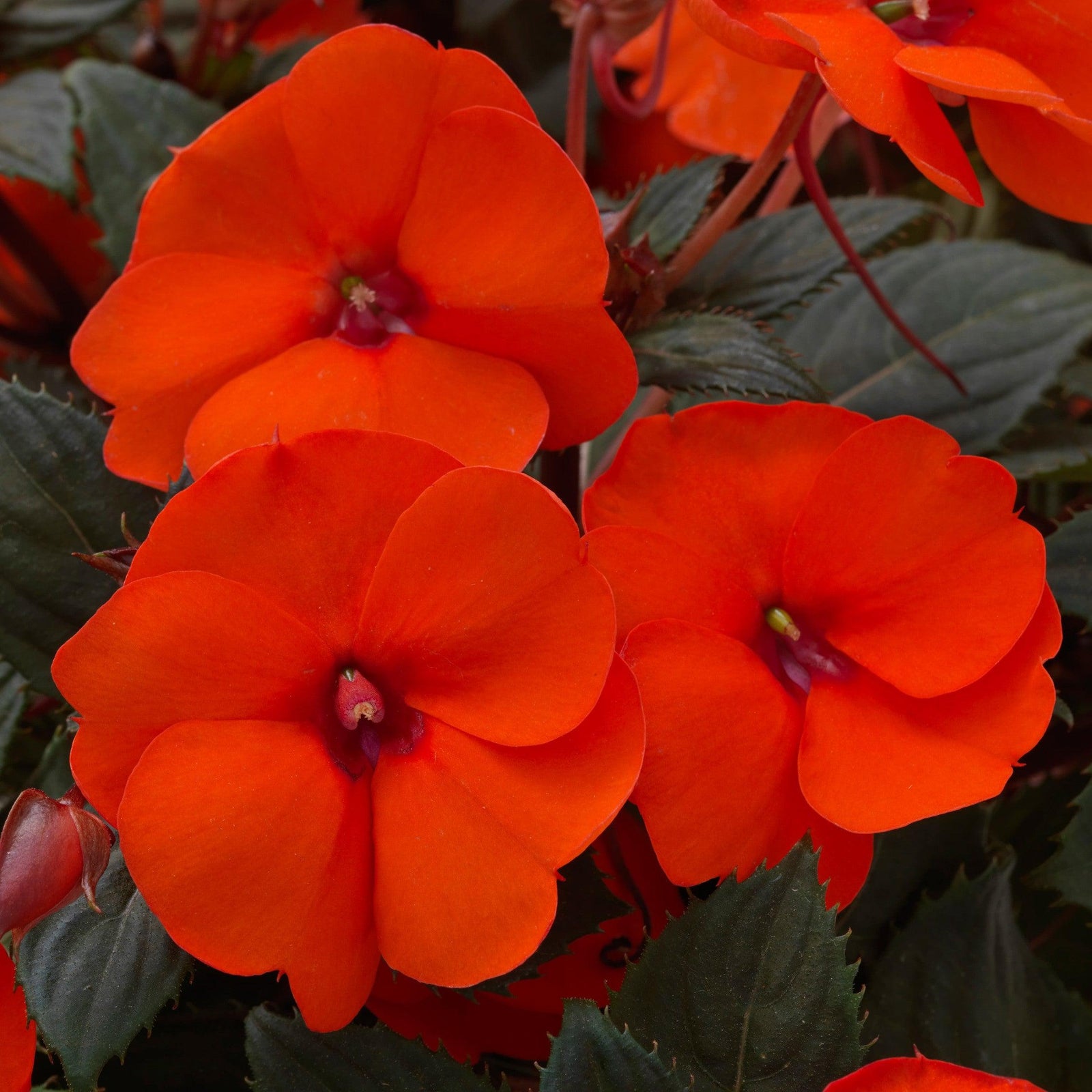 Impatiens x hybrida 'SAKIMP026' ~ SunPatiens® Compact Hot Coral Impatiens-ServeScape