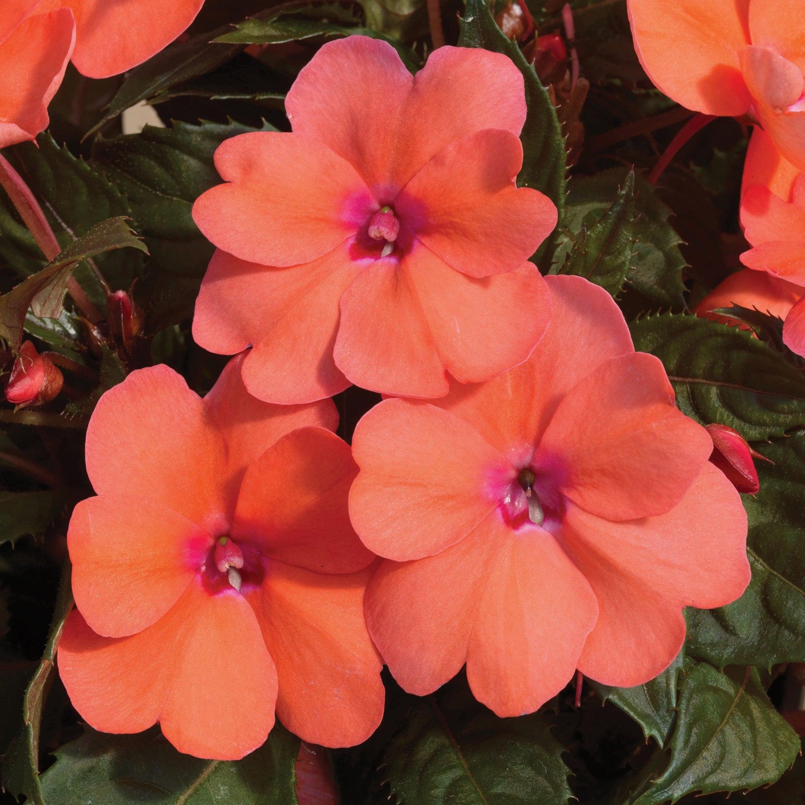 Impatiens x hybrida 'SAKIMP042' ~ SunPatiens® Compact Coral Pink Impatiens-ServeScape
