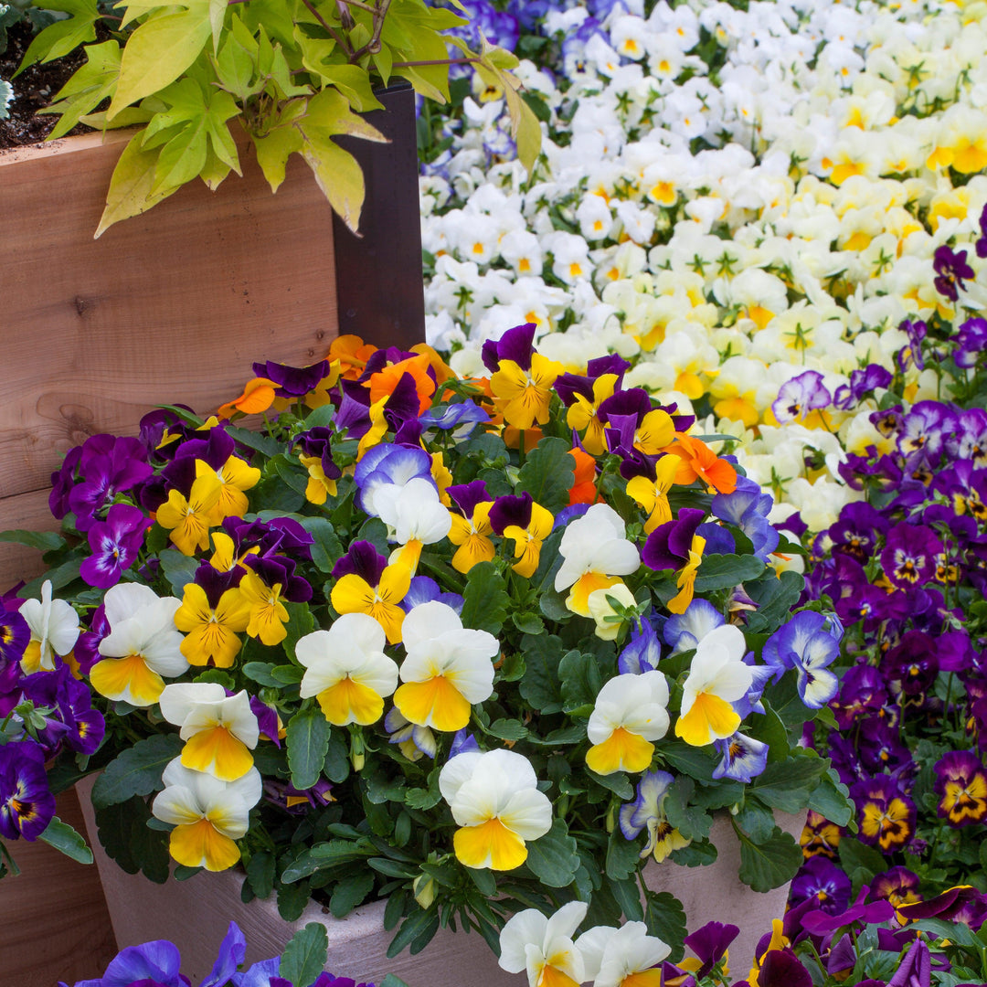Viola cornuta 'Colormax Mix' ~ Colormax® Mix Viola-ServeScape