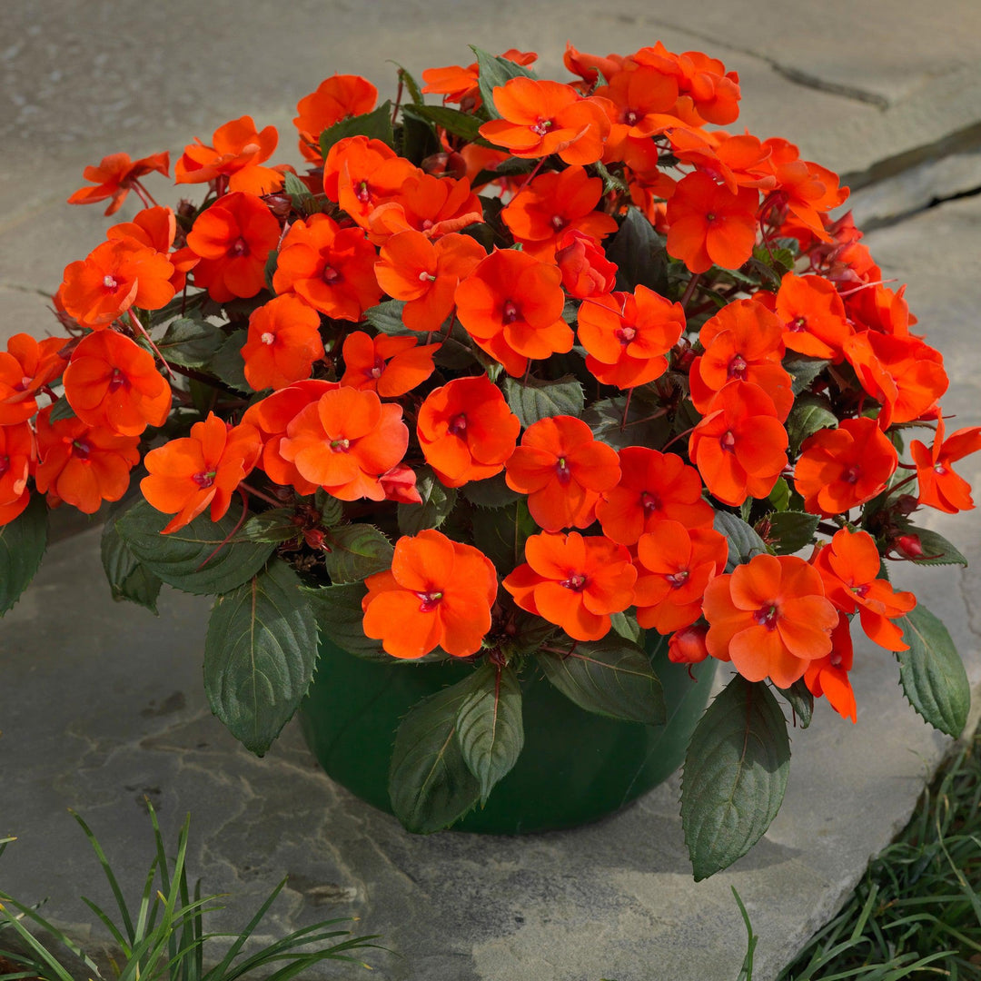 Impatiens x hybrida 'SAKIMP026' ~ SunPatiens® Compact Hot Coral Impatiens-ServeScape