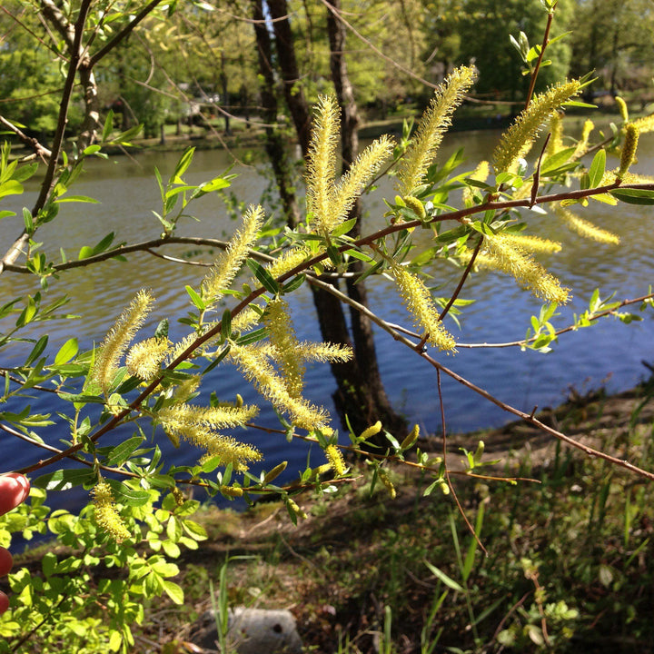 Salix nigra ~ Black Willow-ServeScape