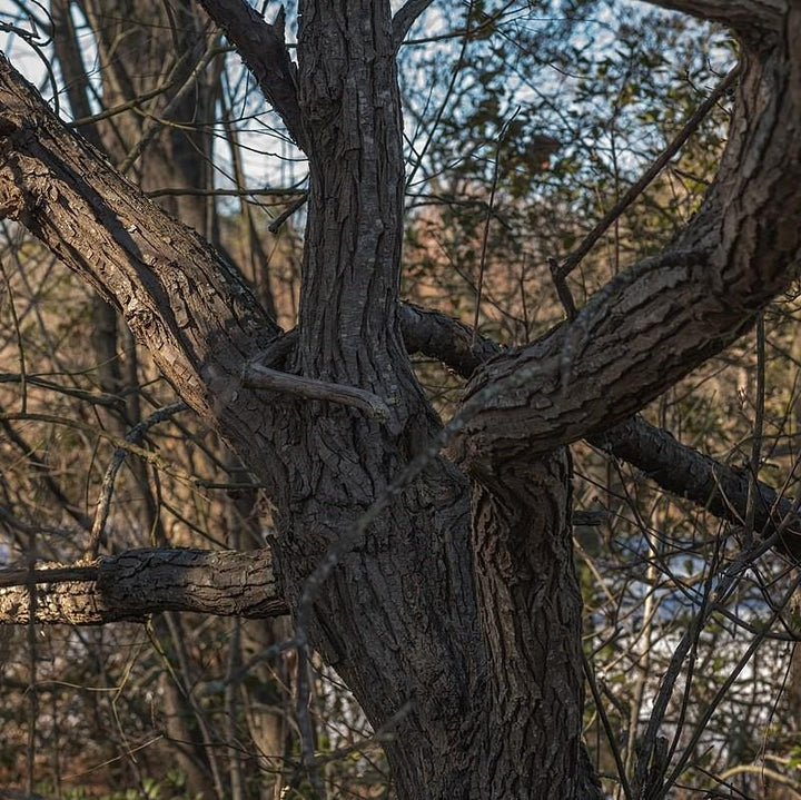 Salix nigra ~ Black Willow-ServeScape