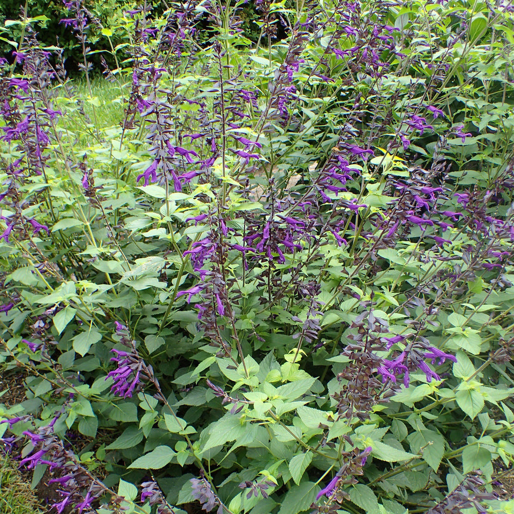 Salvia 'Amistad' ~ Amistad Salvia-ServeScape