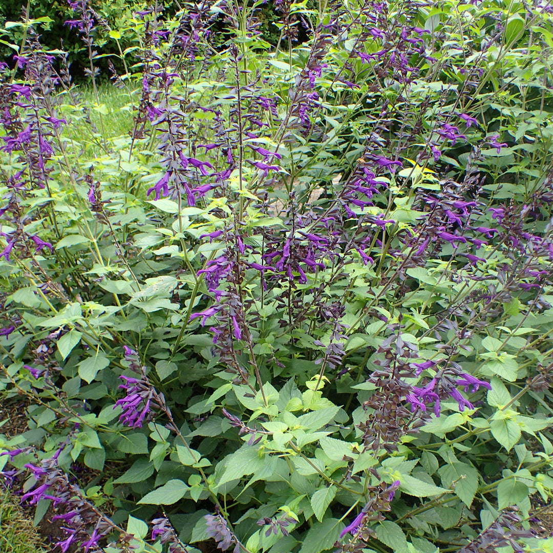 Salvia 'Amistad' ~ Amistad Salvia-ServeScape