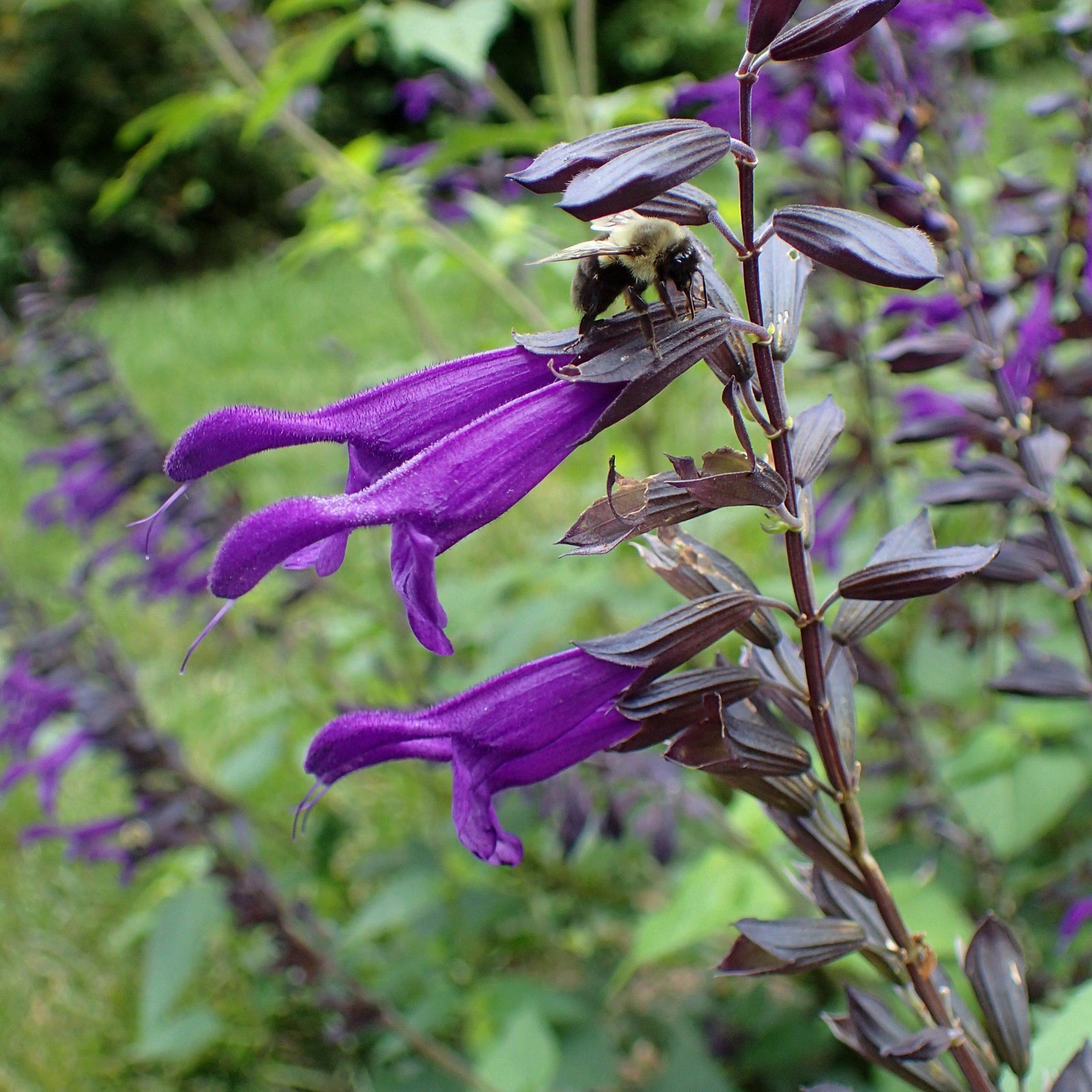 Salvia 'Amistad' ~ Amistad Salvia-ServeScape