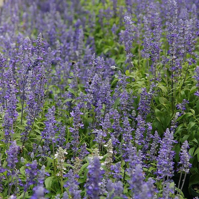 Salvia farinacea 'Victoria Blue' ~ Victoria Blue Sage-ServeScape