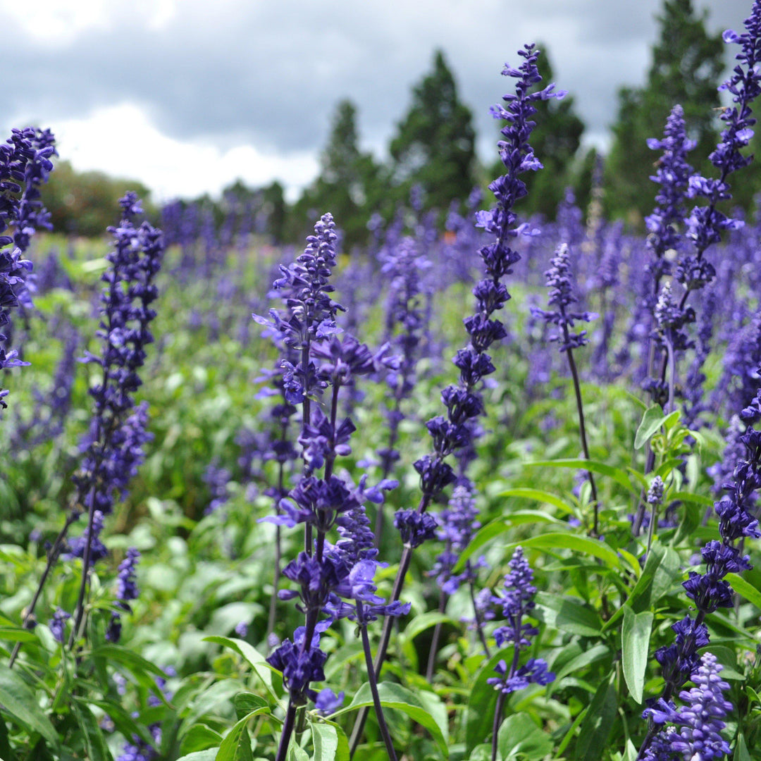 Salvia farinacea 'Victoria Blue' ~ Victoria Blue Sage-ServeScape