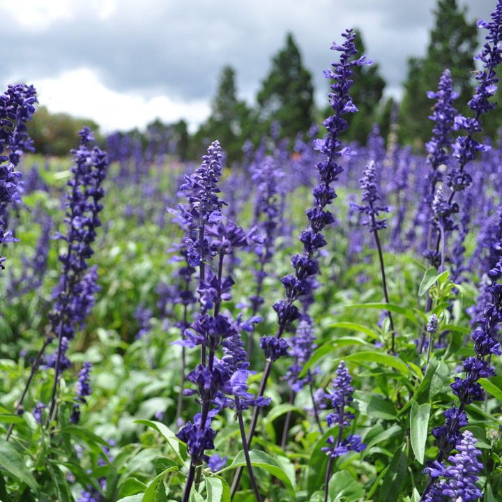 Salvia farinacea 'Victoria Blue' ~ Victoria Blue Sage-ServeScape