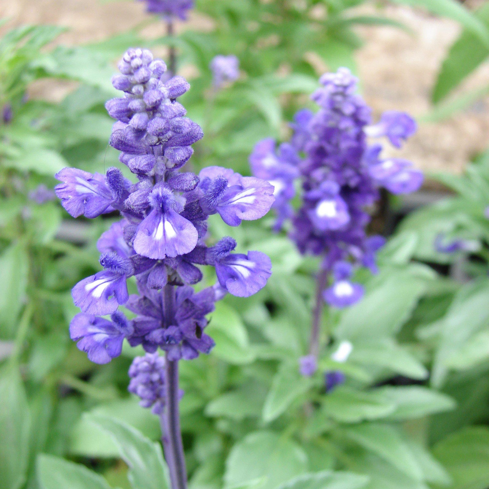 Salvia farinacea 'Victoria Blue' ~ Victoria Blue Sage-ServeScape