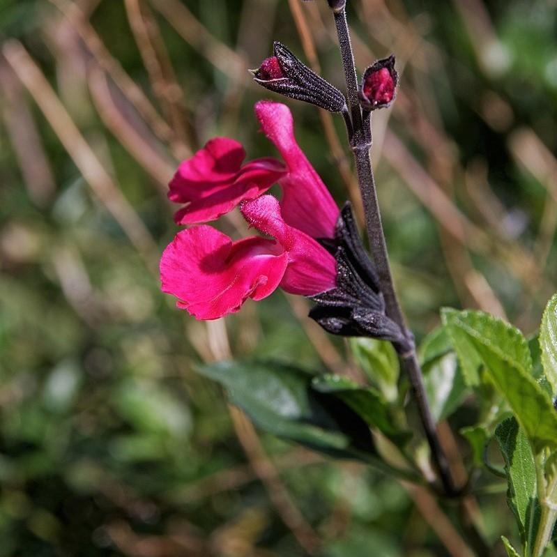 Salvia greggii 'Balmirsal' ~ Mirage™ Salmon Autumn Sage - Delivered By ServeScape