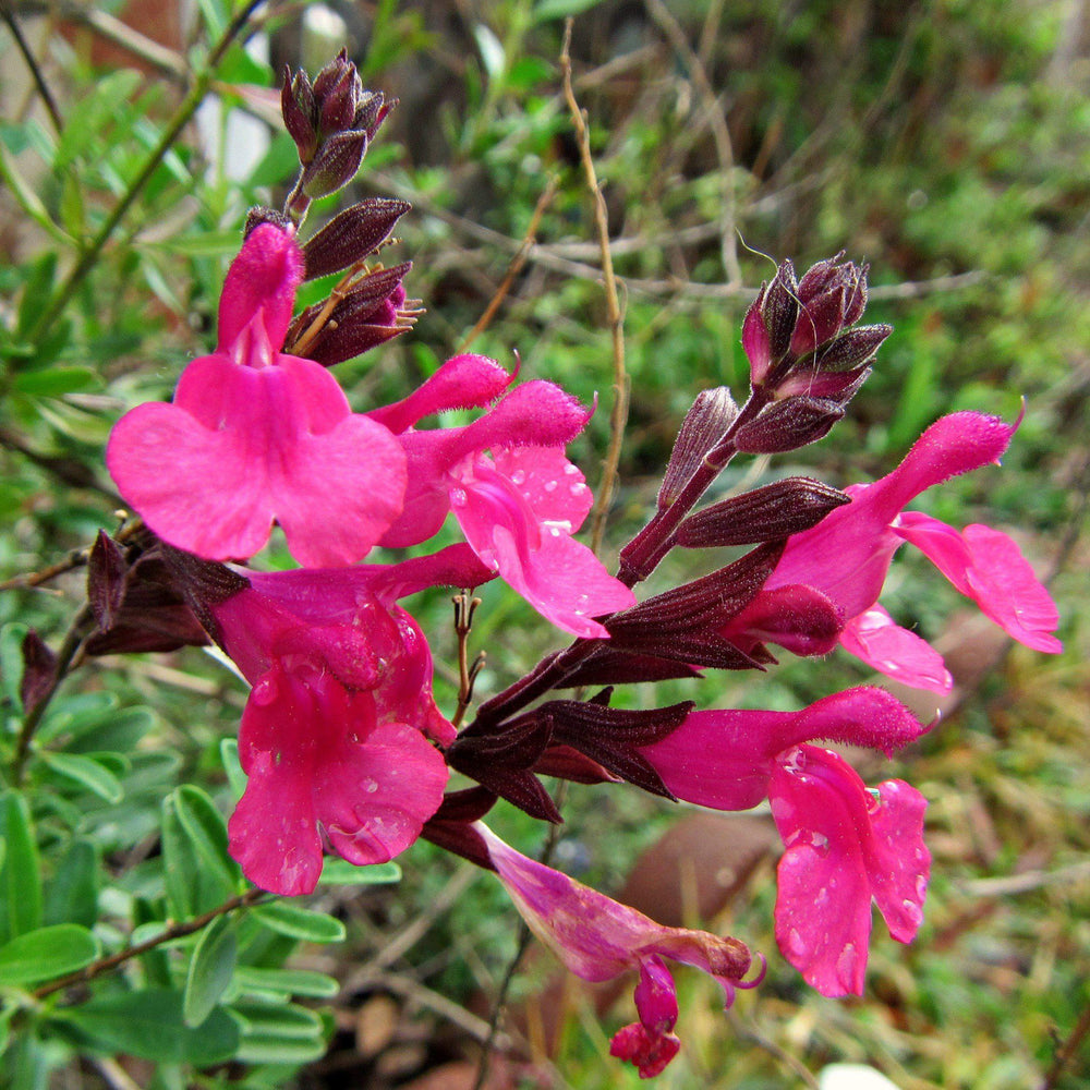 Salvia greggii 'Lipstick' ~ Lipstick Autumn Sage-ServeScape