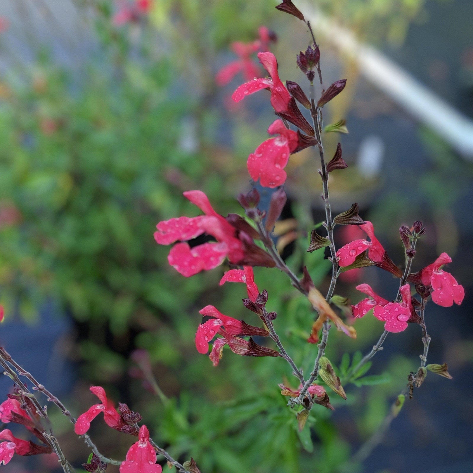 Salvia greggii 'Lipstick' ~ Lipstick Autumn Sage - Delivered By ServeScape