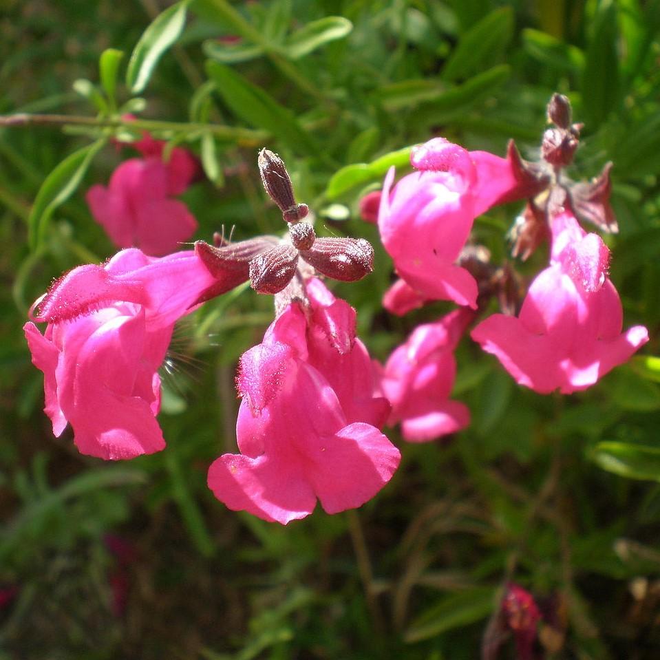 Salvia greggii 'Novasalfuc'' ~ Arctic Blaze® Fuchsia Salvia, Autumn Sage-ServeScape