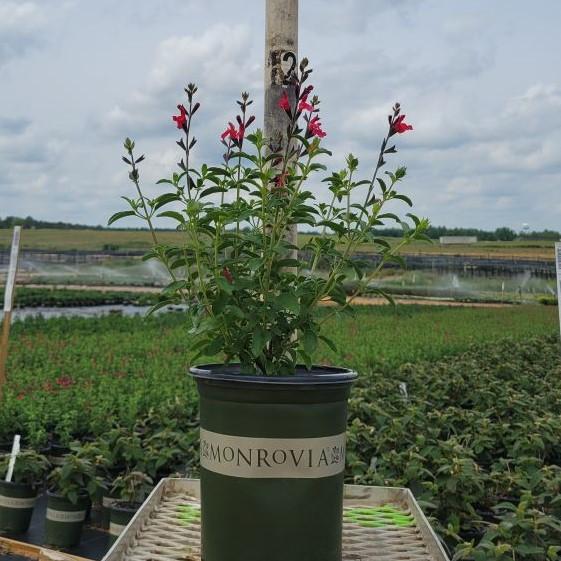 Salvia greggii 'Radio Red' ~ Red Radio Autumn Sage-ServeScape