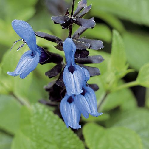 Salvia guaranitica 'Black and Blue' ~' Black and Blue Anise-Scented Sage-ServeScape