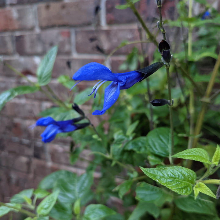 Salvia guaranitica 'Black and Blue' ~' Black and Blue Anise-Scented Sage-ServeScape