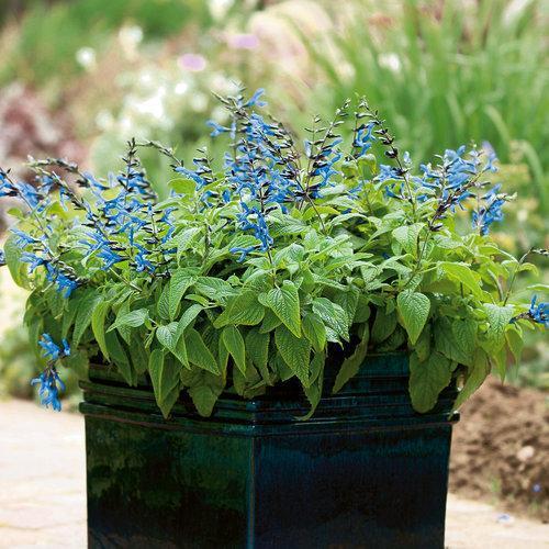 Salvia guaranitica 'Black and Blue' ~' Black and Blue Anise-Scented Sage-ServeScape