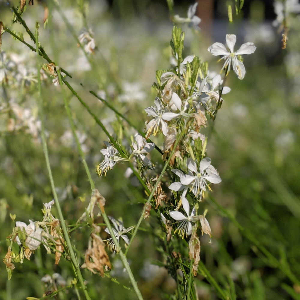 Salvia guaranitica 'So White' ~ So White Anise-Scented Sage-ServeScape