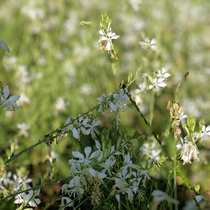 Salvia guaranitica 'So White' ~ So White Anise-Scented Sage-ServeScape