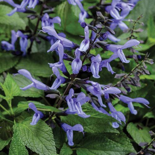 Salvia hybrid 'BBSAL01301' ~ Rockin'® Blue Suede Shoes™ Salvia-ServeScape