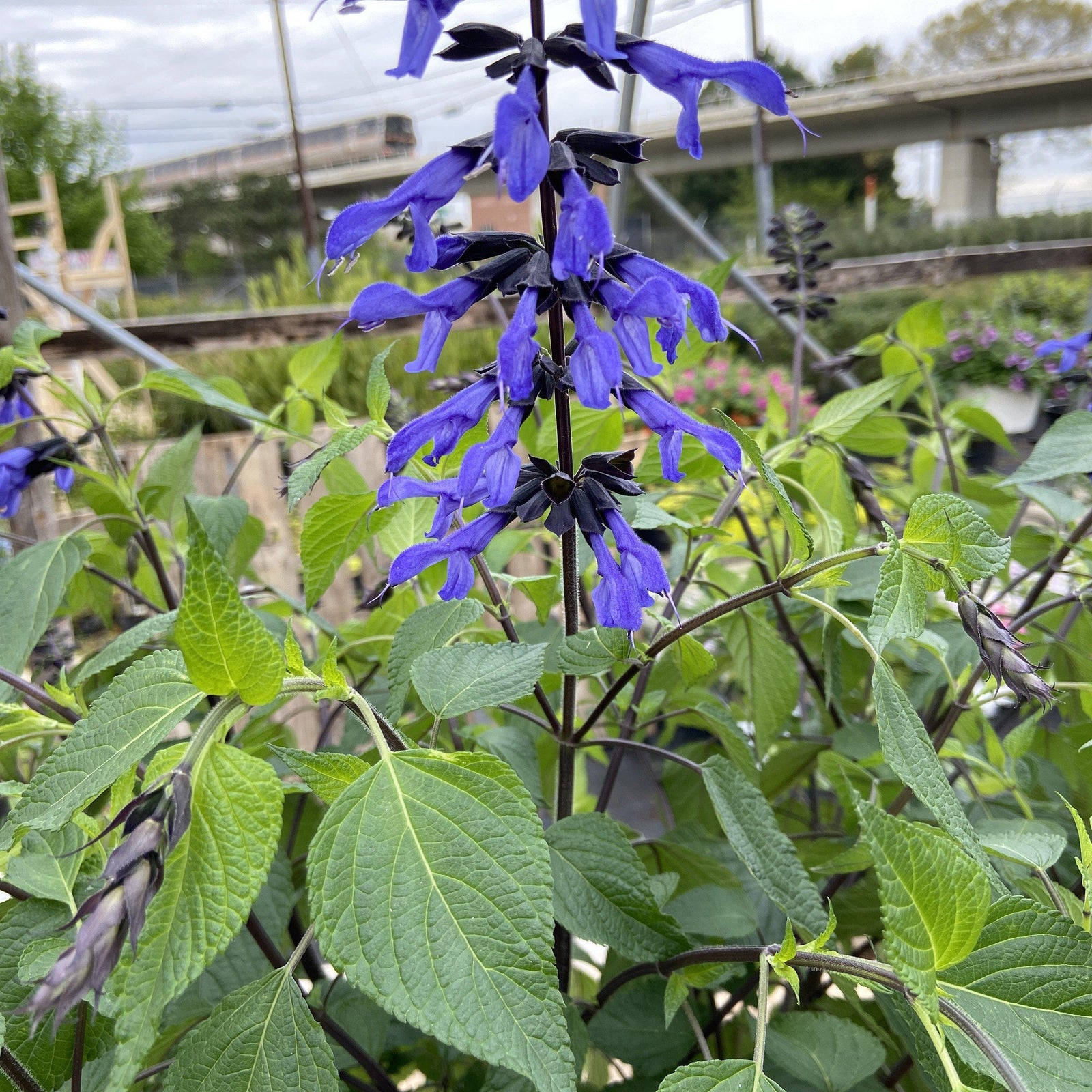 Salvia Hybrid 'Rockin’ blue suede shoes' ~ Salvia - Delivered By ServeScape