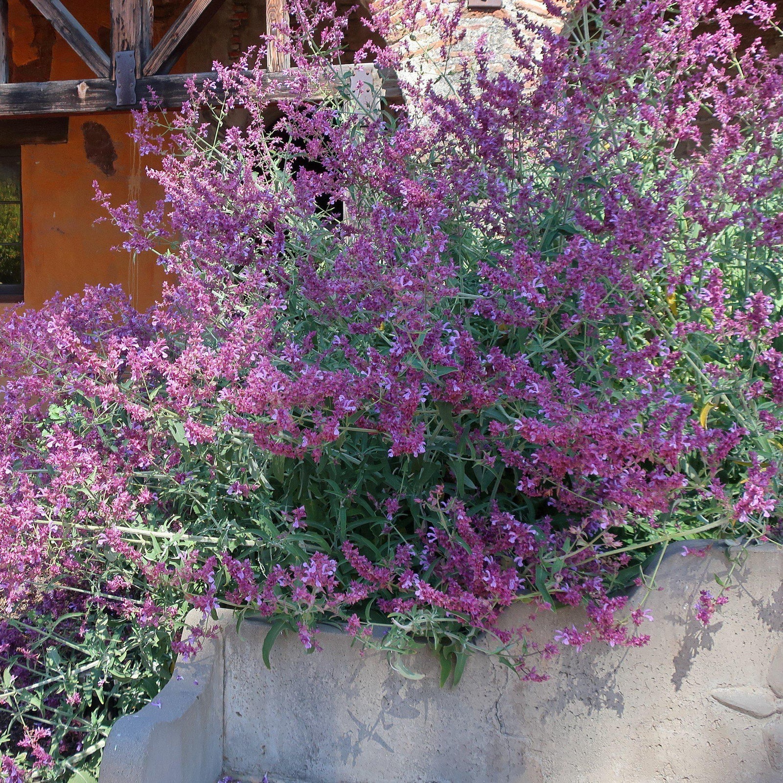 Salvia leucantha 'Santa Barbara' PP #12,949 ~ Santa Barbara Mexican Bush Sage-ServeScape