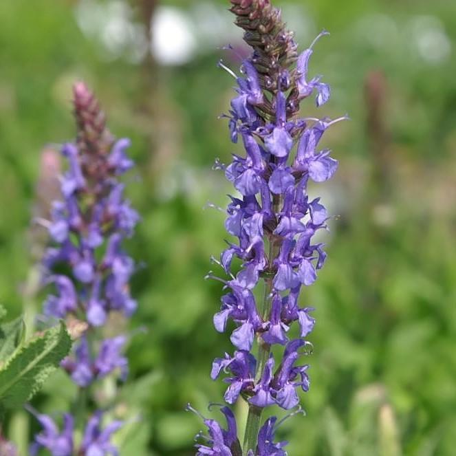 Salvia nemorosa 'Blue Hill' ~ Blue Hill Meadow Sage-ServeScape