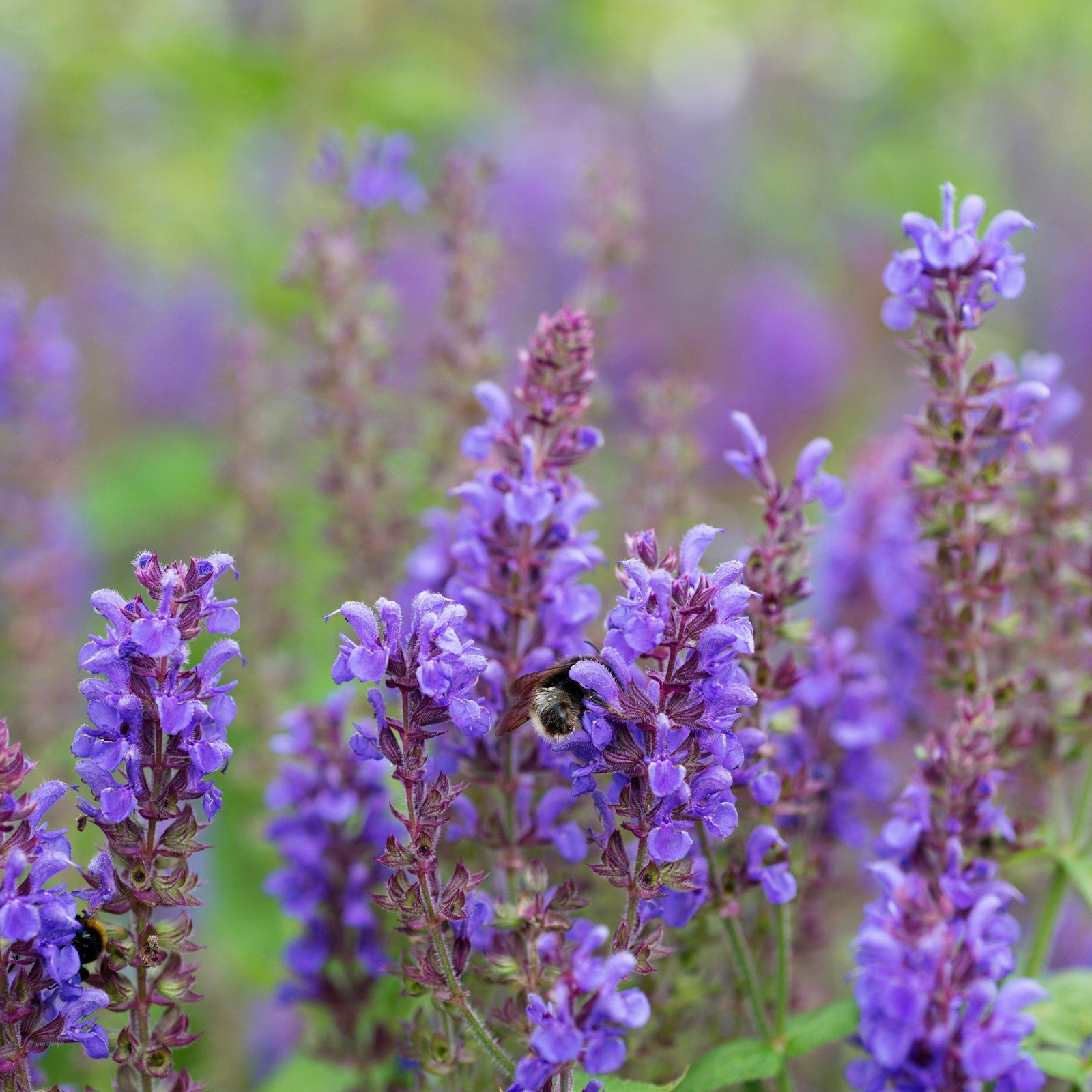 Salvia nemorosa 'Blue Marvel' ~ Blue Marvel Meadow Sage-ServeScape
