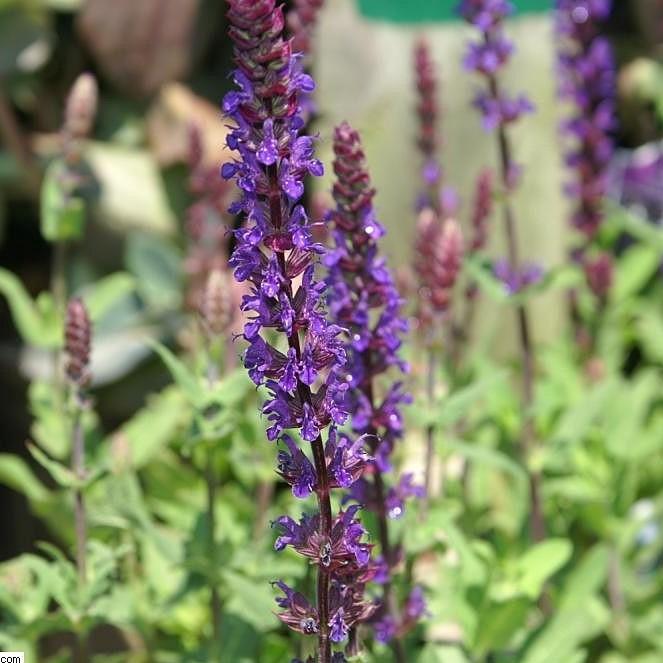 Salvia nemorosa 'Caradonna' ~ Caradonna Meadow Sage-ServeScape