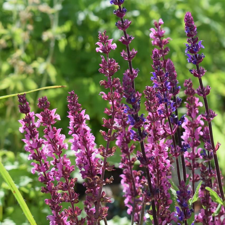 Salvia nemorosa 'Florsaldro' ~ Sensation® Medium Deep Rose Meadow Sage-ServeScape