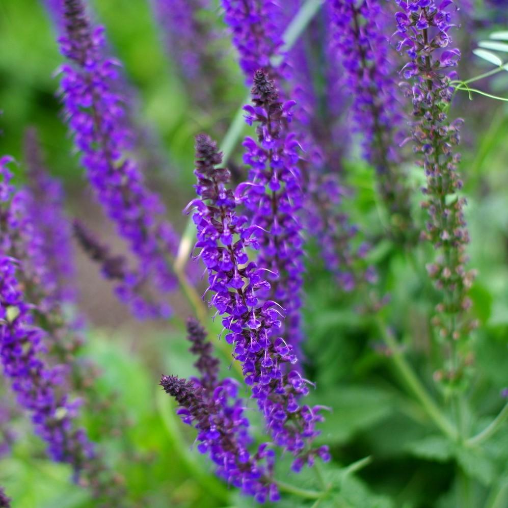 Salvia nemorosa 'New Dimension Blue' ~ New Dimension Blue Meadow Sage-ServeScape