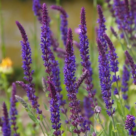 Salvia nemorosa 'New Dimension Blue' ~ New Dimension Blue Meadow Sage-ServeScape
