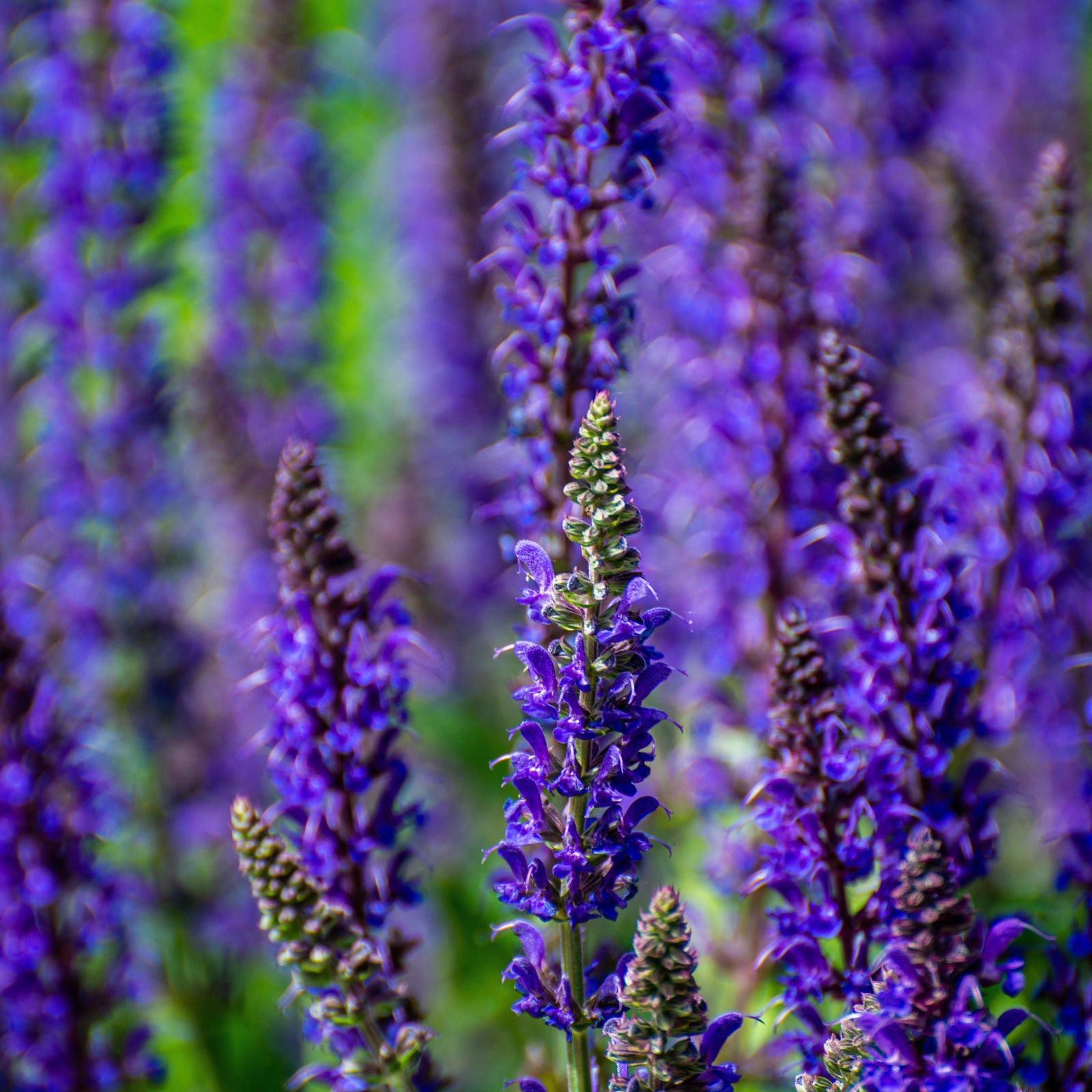 Salvia nemorosa 'New Dimension Blue' ~ New Dimension Blue Meadow Sage-ServeScape