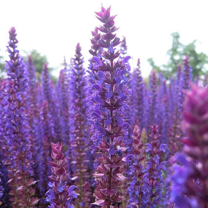 Salvia nemorosa 'Ostfriesland' ~ East Friesland Meadow Sage-ServeScape