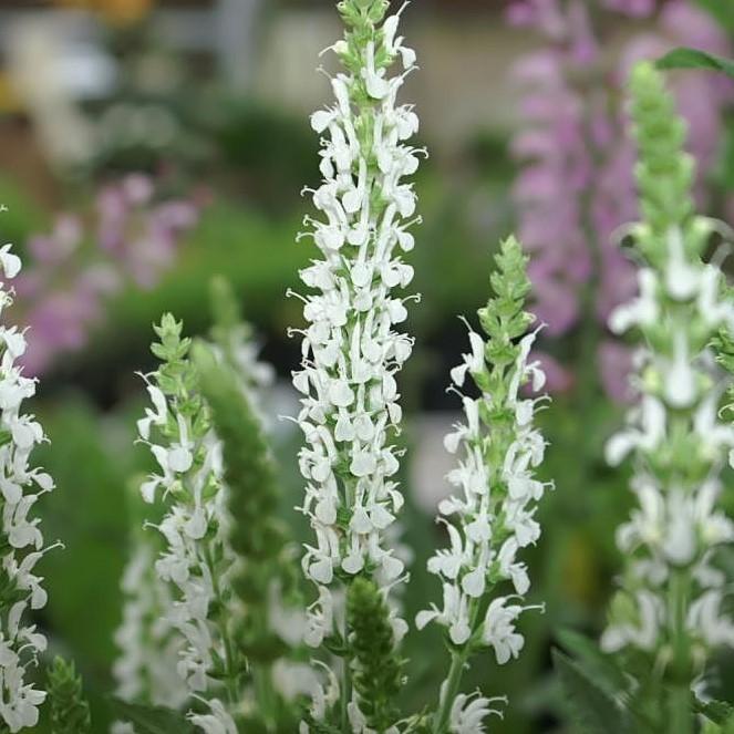 Salvia nemorosa 'Schneehügel'~ Snow Hill Meadow Sage-ServeScape