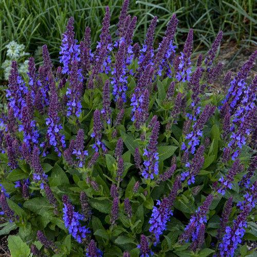 Salvia nemorosa ‘violet profusion’ ~ Violet Profusion Meadow Sage-ServeScape