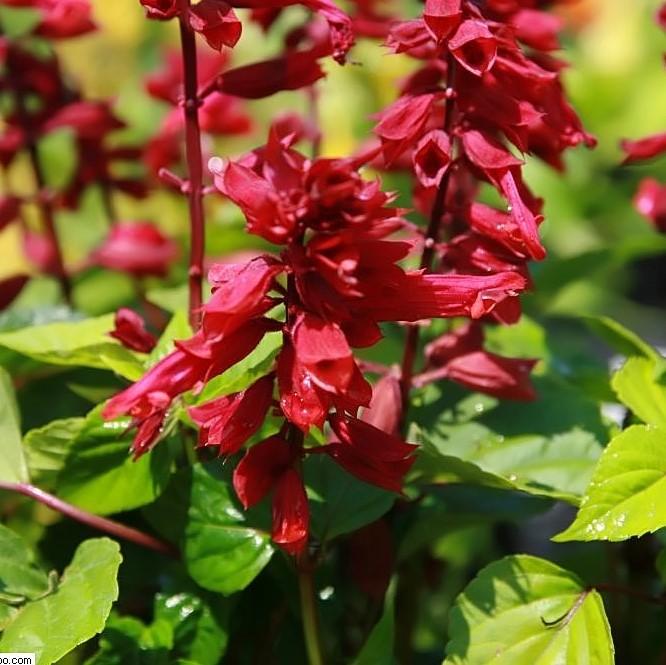 Salvia splendens 'PAS3285' ~ Vista™ Red Salvia-ServeScape