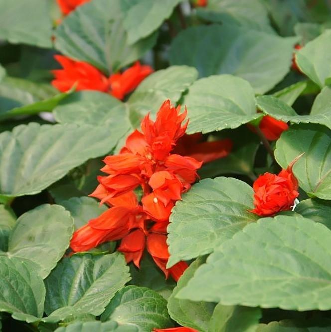 Salvia splendens 'PAS3285' ~ Vista™ Red Salvia-ServeScape