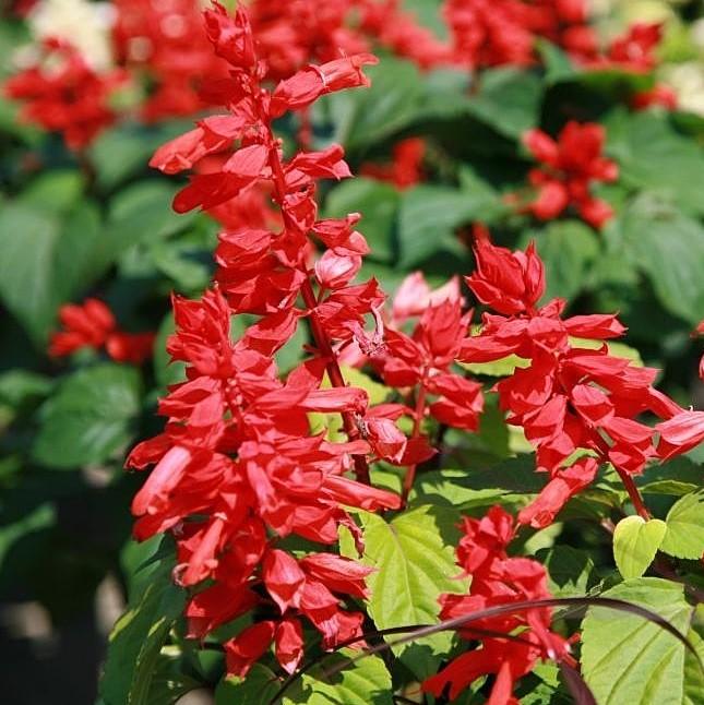 Salvia splendens 'PAS3285' ~ Vista™ Red Salvia-ServeScape