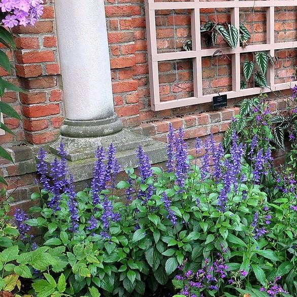 Salvia x 'Balsalmisp' pp18054 ~ Mystic Spires Wood Sage-ServeScape