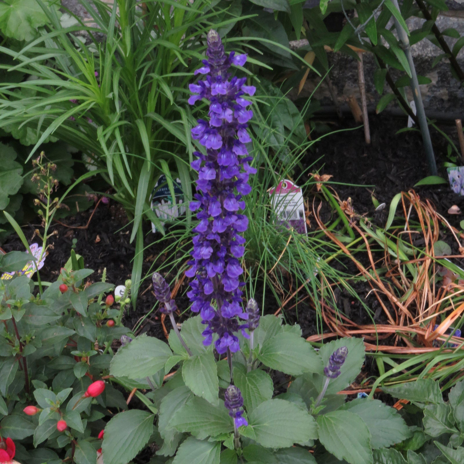 Salvia x 'Mystic Spires' pp18054 ~ Mystic Spires Wood Sage - Delivered By ServeScape