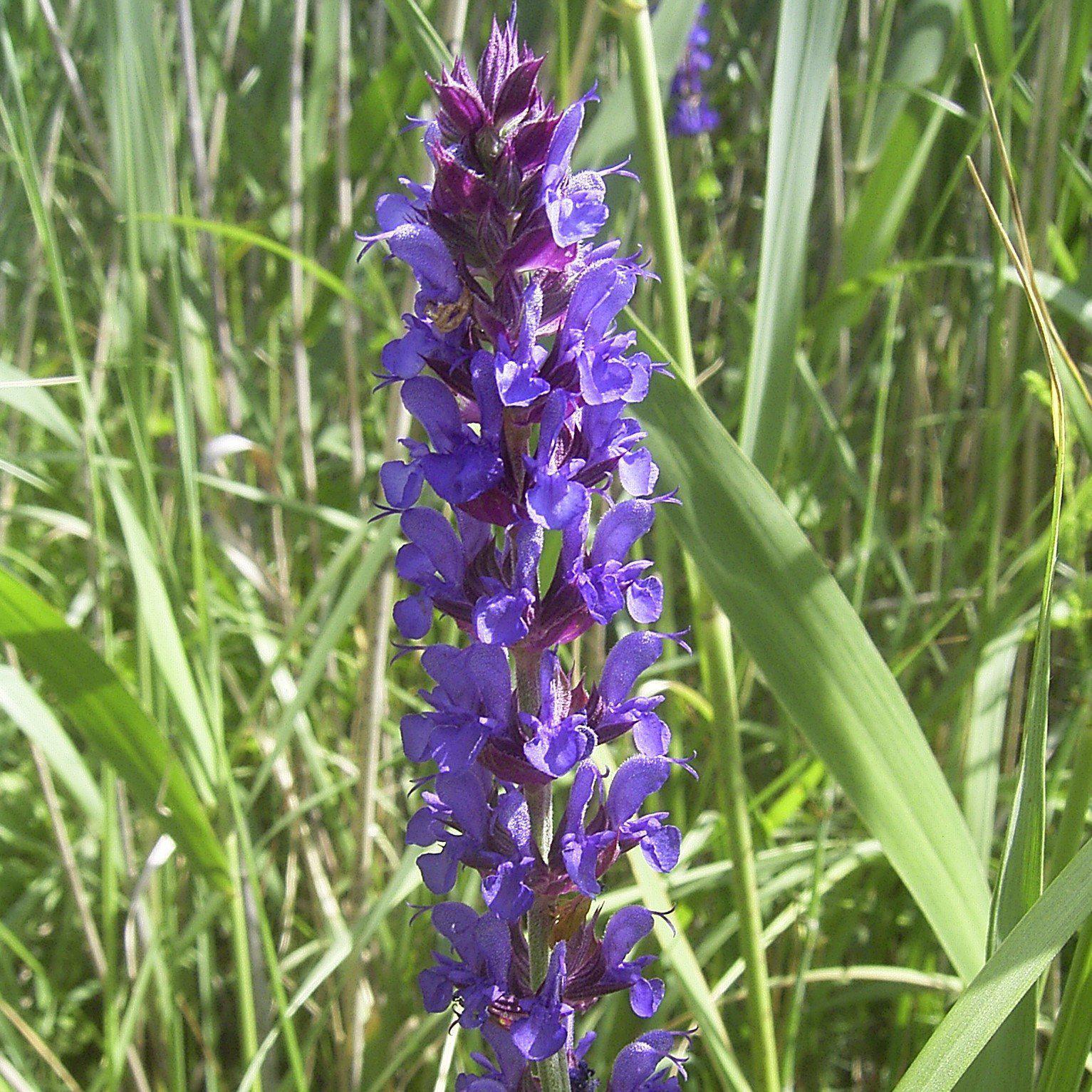 Salvia n. Lyricalª Blues - Delivered By ServeScape