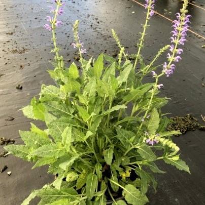 Salvia x sylvestris 'Mainacht’ ~ May Night Wood Sage-ServeScape