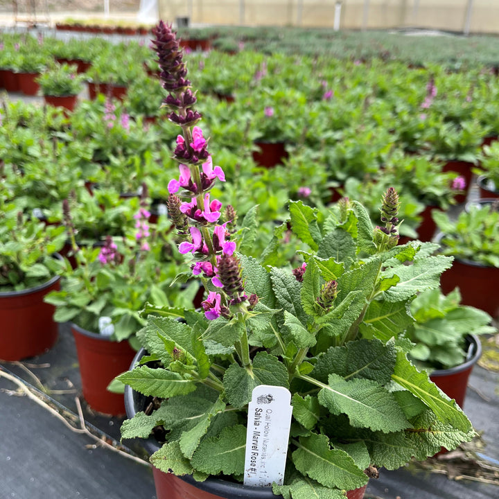 Salvia nemorosa 'Rose Marvel' ~ Rose Marvel Meadow Sage-ServeScape