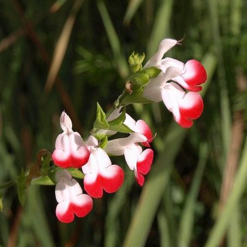 Salvia microphylla 'Hot Lips' ~ Hot Lips Salvia-ServeScape
