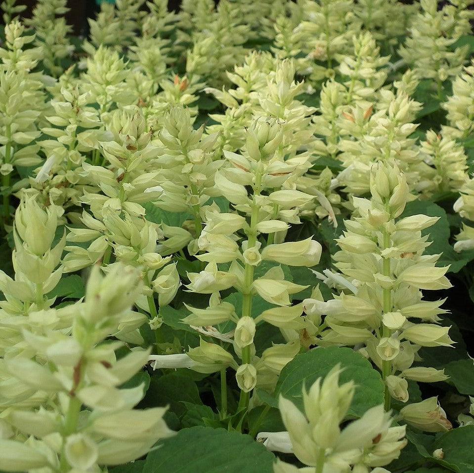 Salvia splendens 'PAS3296' ~ Vista™ White Salvia-ServeScape
