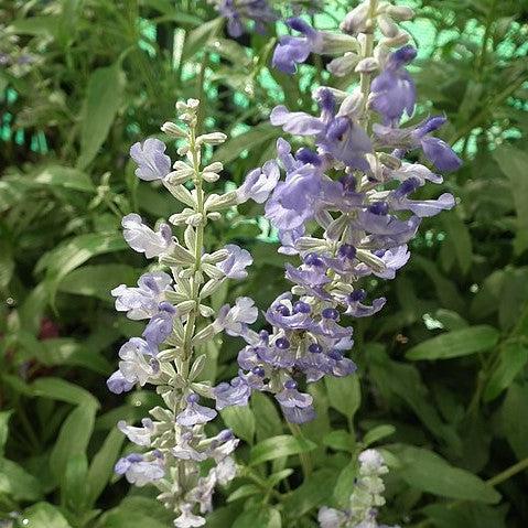 Salvia farinacea 'Cathedral Lavender' ~ Cathedral® Lavender Salvia-ServeScape
