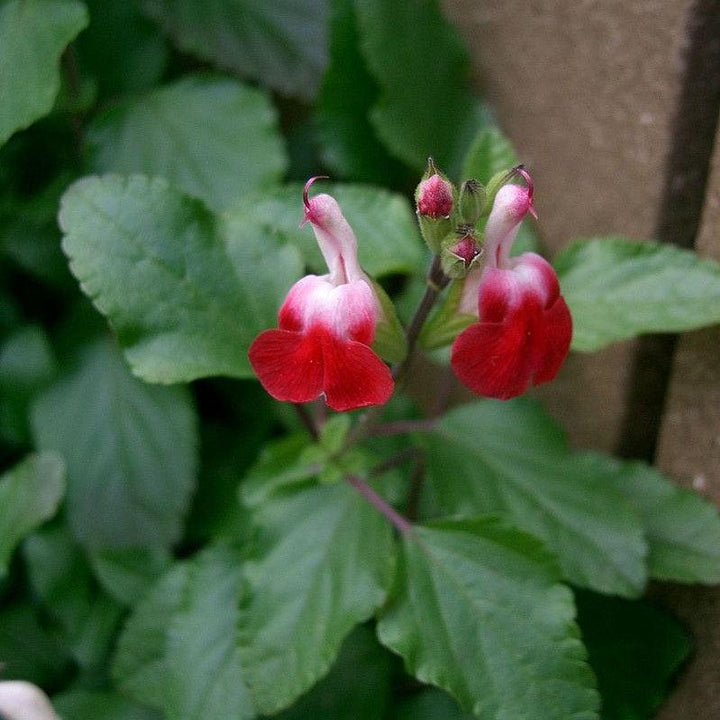 Salvia microphylla 'Hot Lips' ~ Hot Lips Salvia-ServeScape