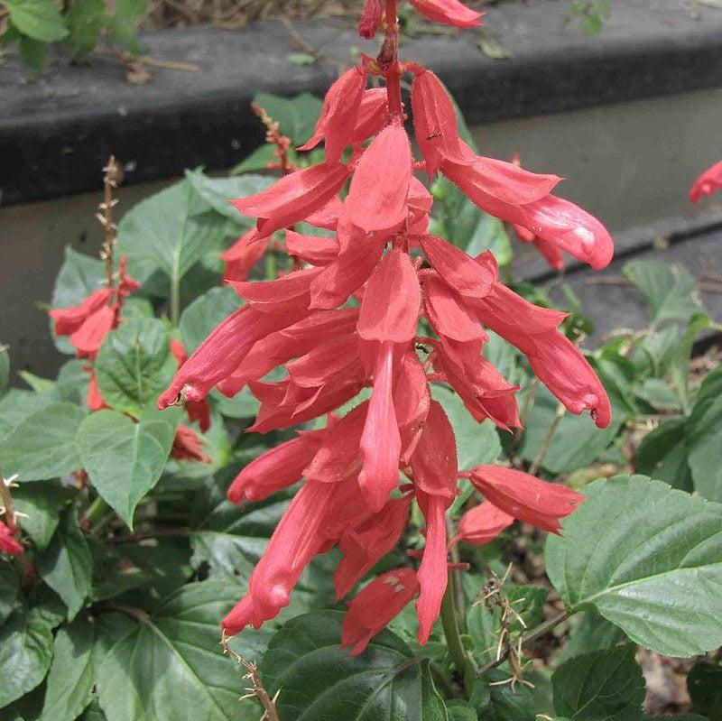 Salvia splendens 'PAS425912' ~ Vista™ Rose Salvia-ServeScape