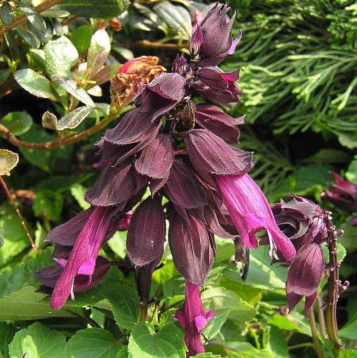 Salvia splendens 'PAS3292' ~ Vista™ Purple Salvia-ServeScape